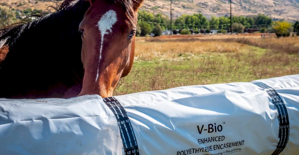 Pipe wrapped with V-Bio Enhanced Polyethylene Encasement