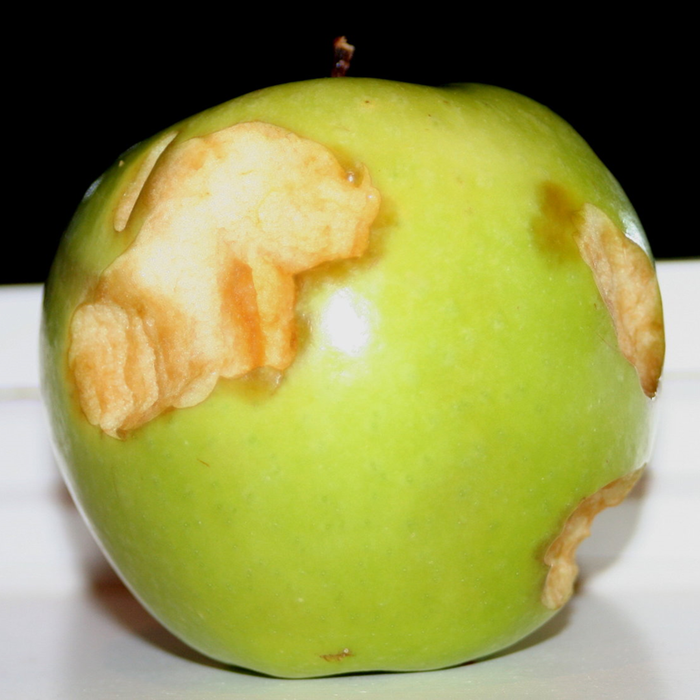 Remove the protective skin of an apple, and it will OXIDIZE.